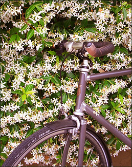 Jasmine and Bicycle