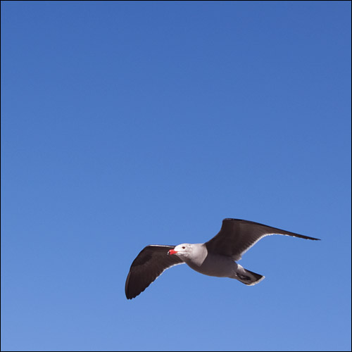 bridge_seagull (42k image)